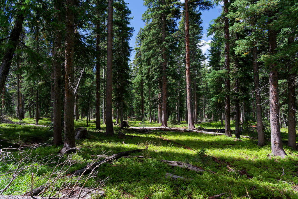 Grand Mesa Camping